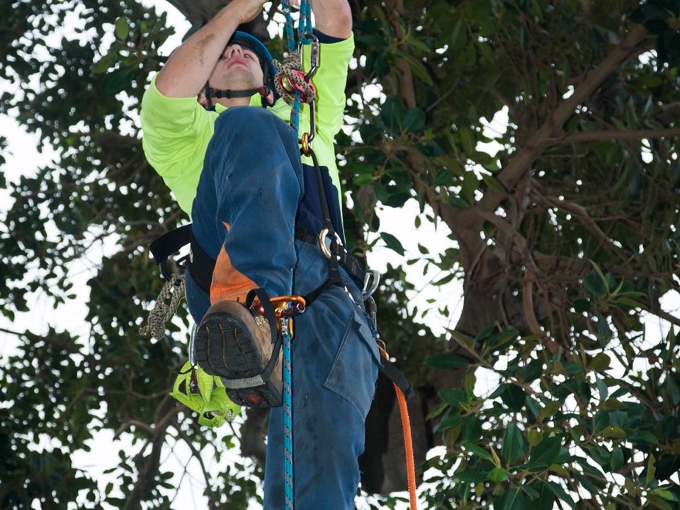 Qualified arborist working in a mature tree during a property survey in East Dunbartonshire