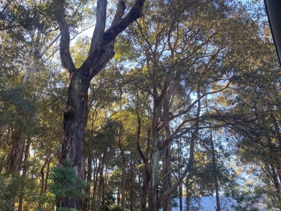 Mature trees in East Dunbartonshire parkland with a property visible in the background